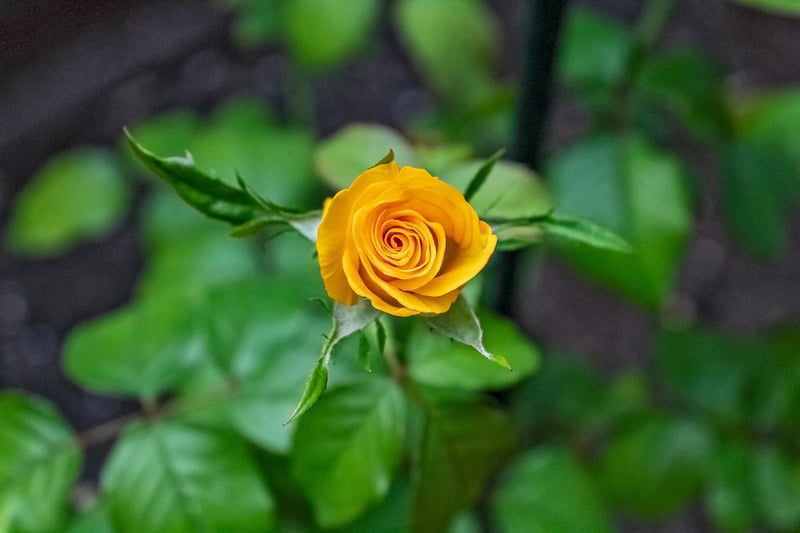 Exotic Flowers